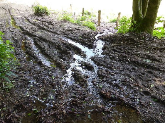 An der Querung eines Siepens ist Wanderweg kaum begehbar