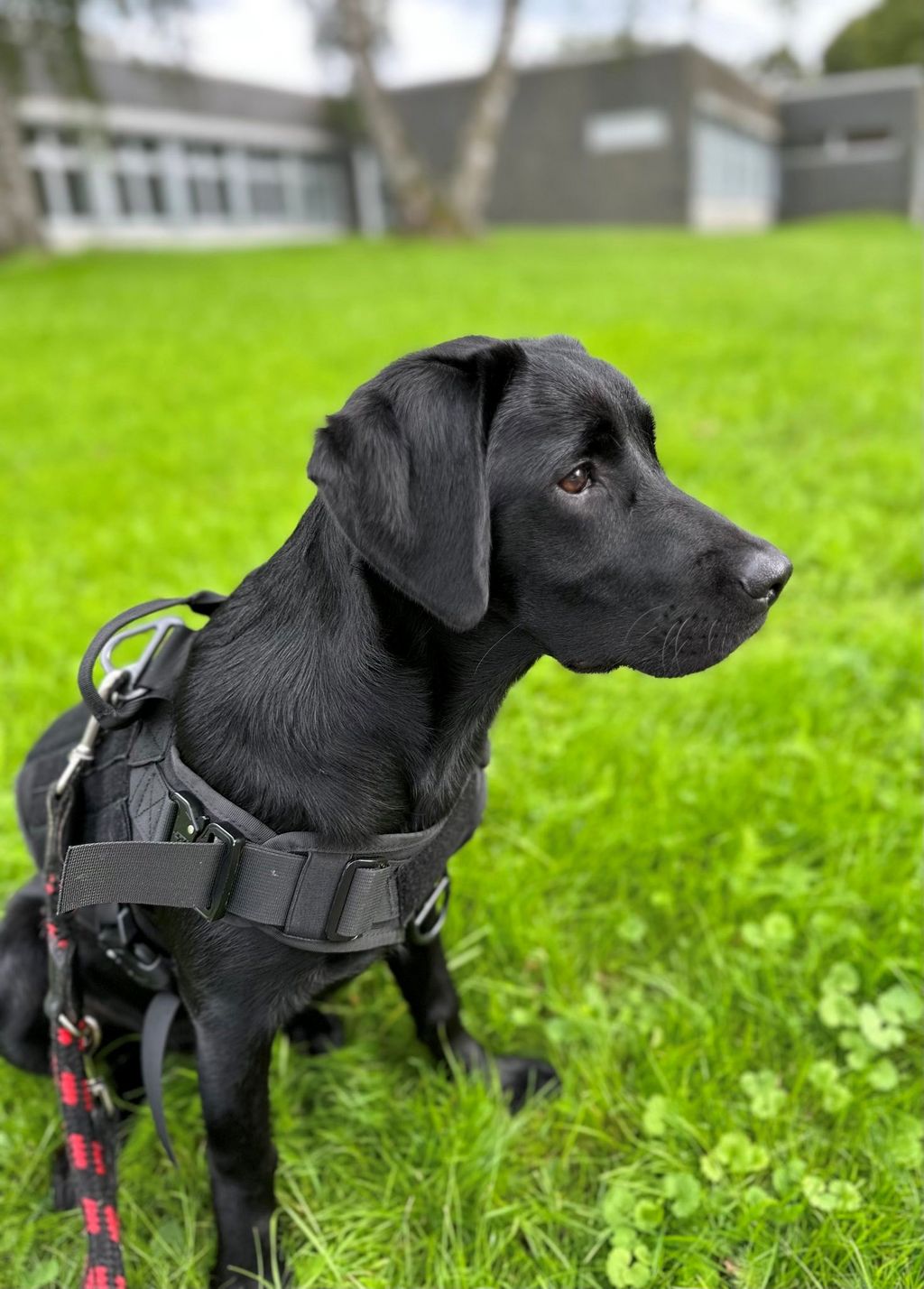 Hund Lilly - T. Tennert