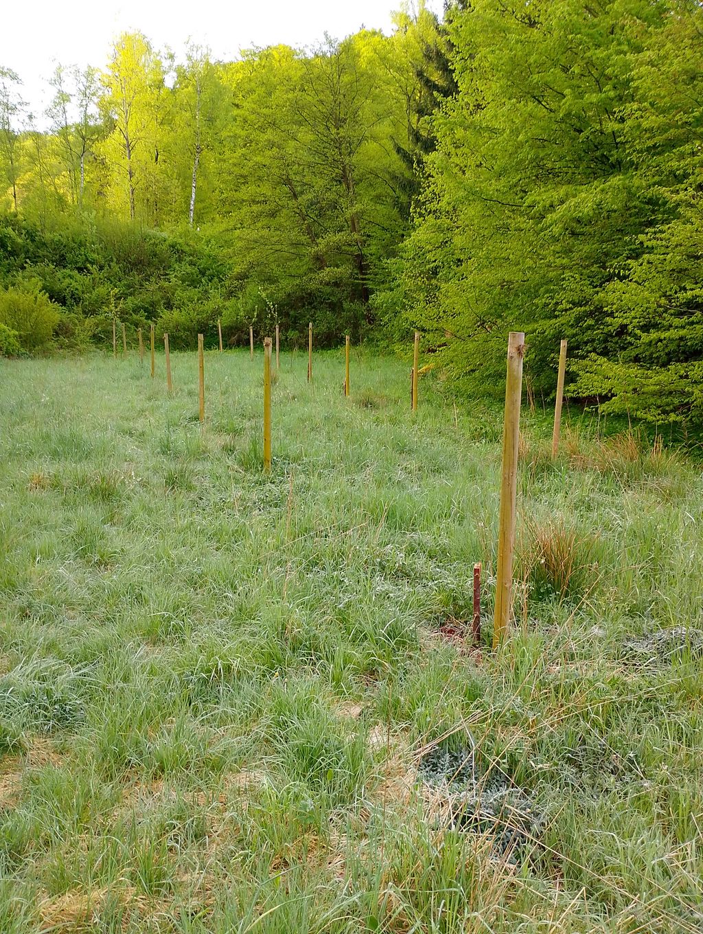 Abgeknickte Obstbäume in Hoppecke 