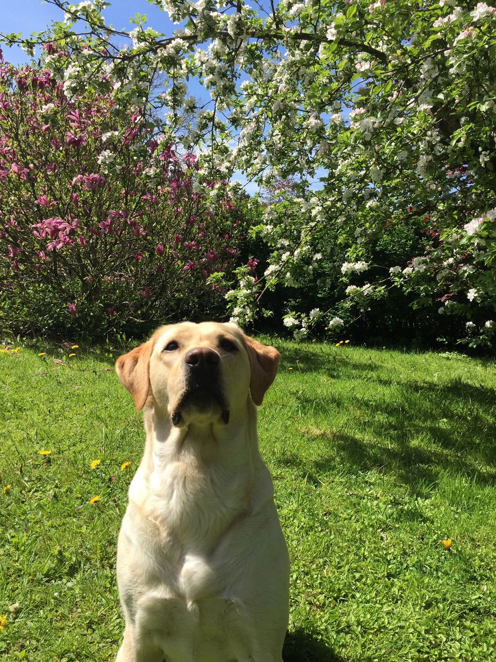 Hund Tessa