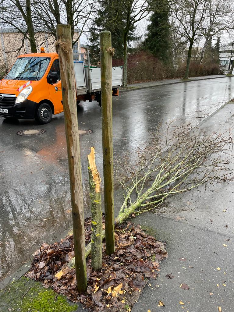 Zerstörter Baum an der Jakobuslinde