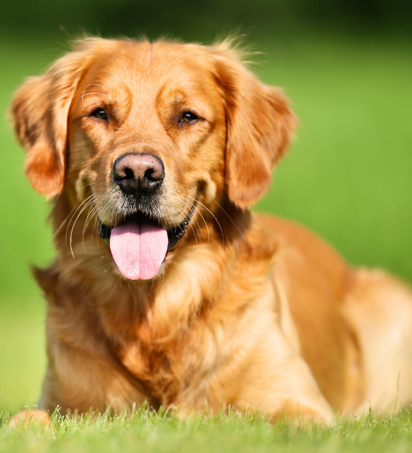 Hund